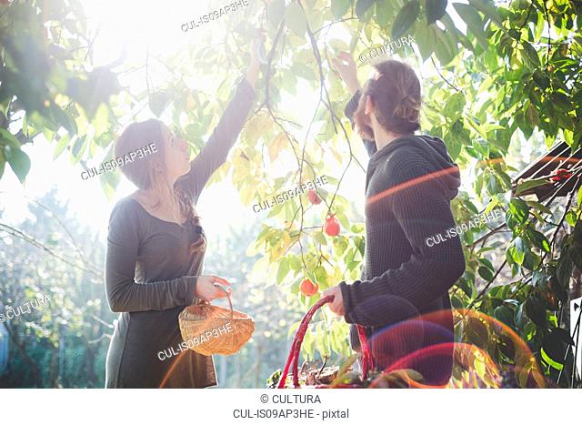 Young couple picking apples from tree