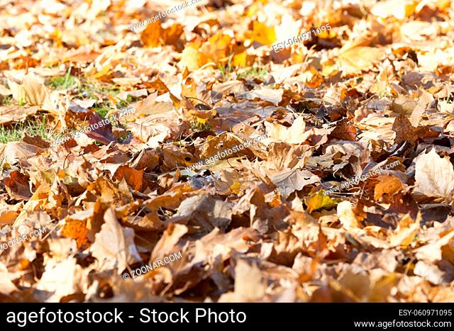lying on the ground The fallen leaves on the trees in autumn season. Photo closeup