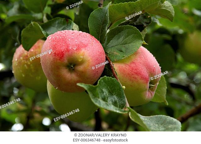 Ripe, juicy apples on a branch