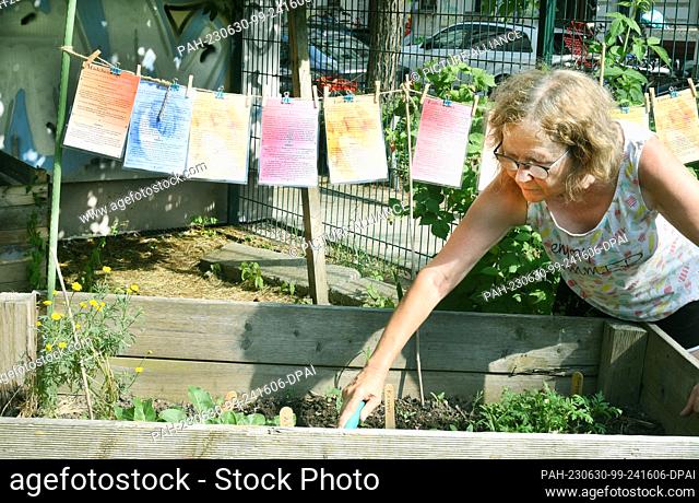 27 June 2023, Saxony, Leipzig: Christel Eißner from the association ""Querbeet Leipzig e.V."" tends her dye plants in the Ludwigstraße community garden in...