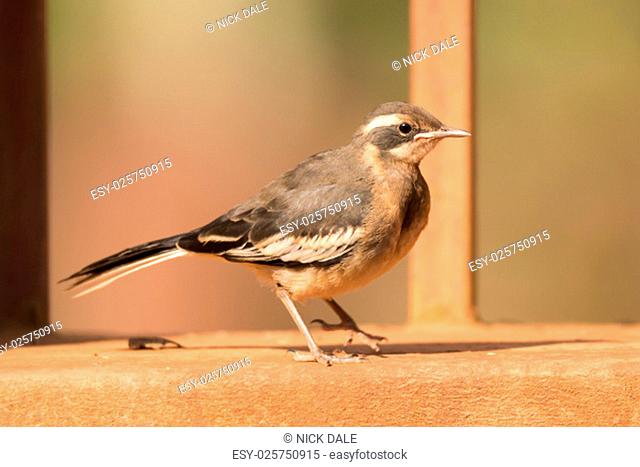 A Cape wagtail with brown and white plumage and a white streak above its eye looks at the camera on a brown wall with a matching metal railing in the background