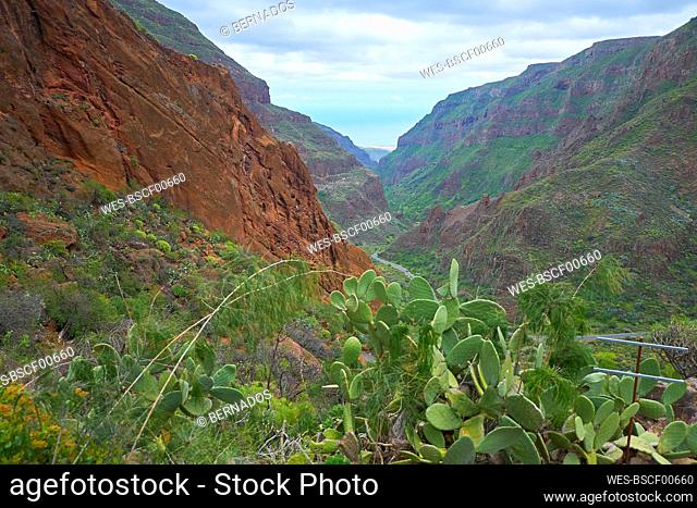 Spain, Gran Canaria, Guayadeque Ravine in summer with cacti growing in foreground