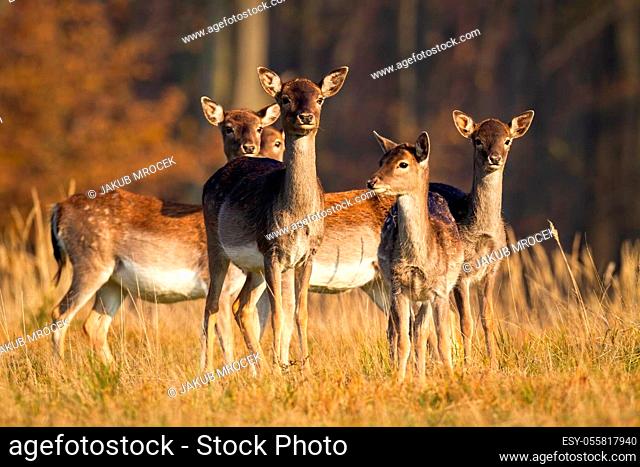 Herd of young fallow deer, dama dama, standing on meadow in autumn. Bunch of does looking on field in fall at sunset. Group of female mammals watching on dry...