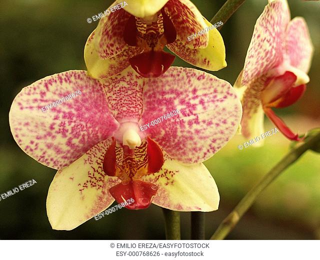 Orchid Phalaenopsis sp