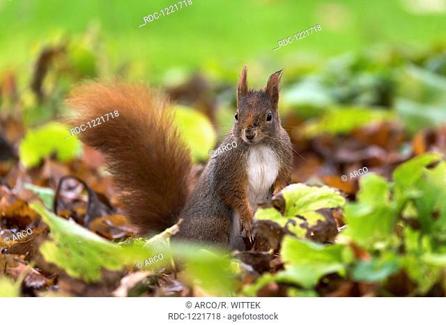 Red Squirrel, (Sciurus vulgaris), Germany, wildlife