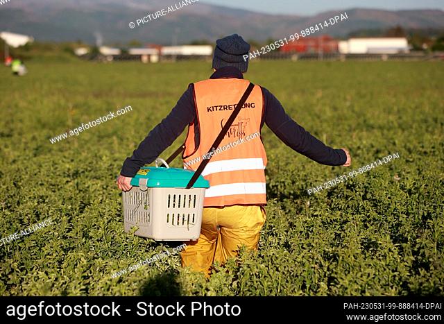 31 May 2023, Saxony-Anhalt, Wernigerode: In the early morning light, members of Meadows Sheriffs stand in an alfalfa meadow with a transport box