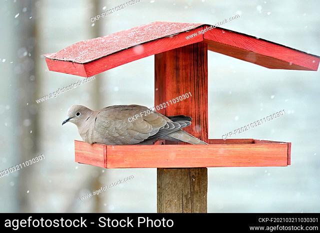 The Eurasian collared dove (Streptopelia decaocto) is sitting on bird feeder in Blansko, Czhech Republic, March 21, 2021. (CTK Photo/Ivo Stejskal)
