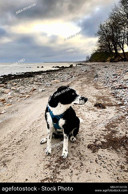 Dog, When, Alsen, Island, Landscape, Denmark