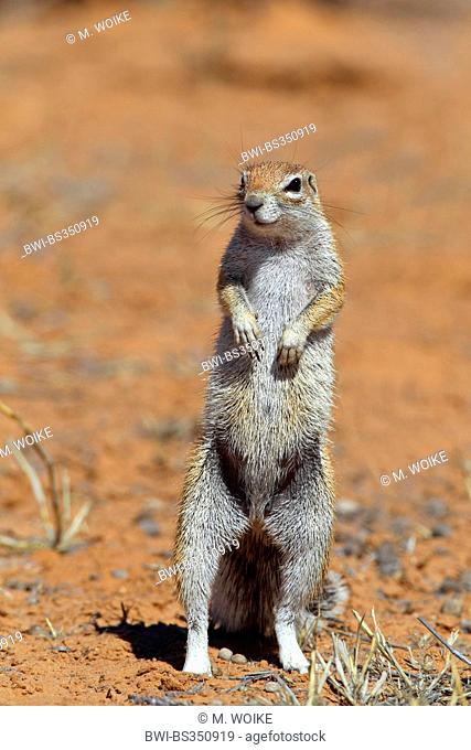 South African ground squirrel, Cape ground squirrel (Geosciurus inauris, Xerus inauris), female standing on the hind legs, South Africa