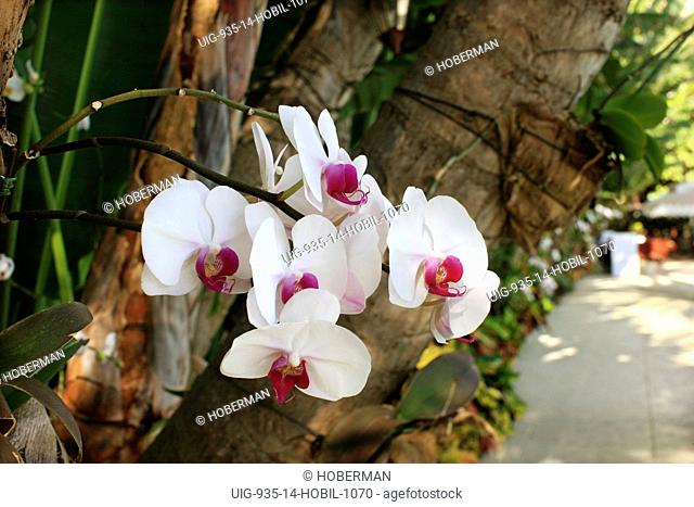 White Orchids, Miami