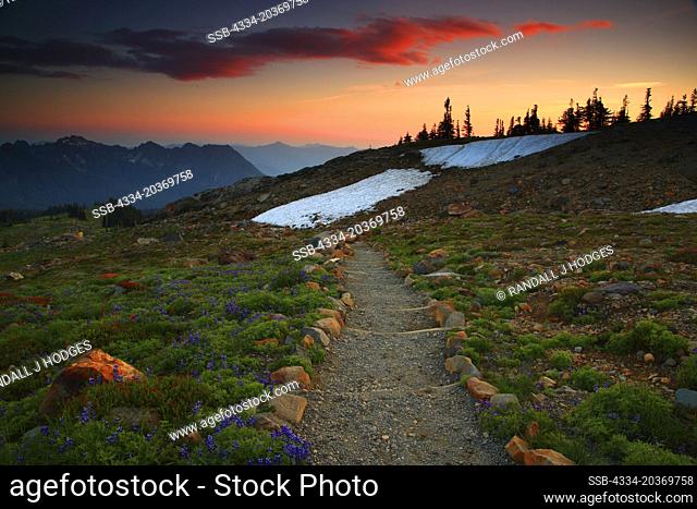Sunset Wildflowers, Hiking Trail and The Tatoosh Range From Paradise Meadows in Mt Rainier National Park in Washington