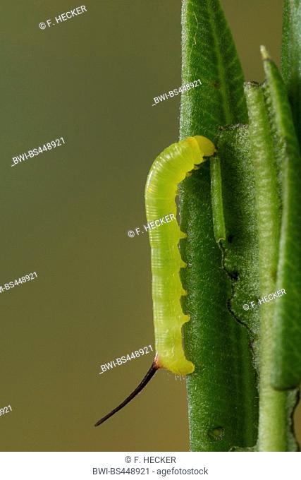 oleander hawk-moth, oleander hawkmoth, army green moth (Daphnis nerii, Deilephila nerii), young caterpillar feeding on oleander, Germany