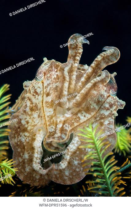 Cuttlefisch between Crinoid Tentacles, Sepia sp., Alam Batu, Bali, Indonesia