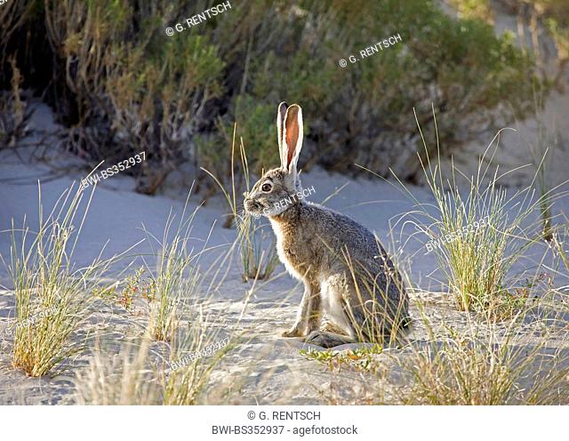 black-tailed jack rabbit (Lepus californicus), sitting in the sun on sandy ground, USA, Utah, Antelope Island State Park