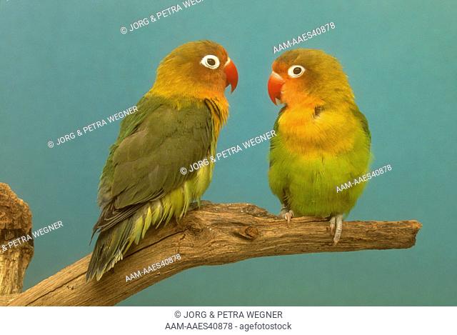 Fisher's Lovebirds (Agapornis fischeri)