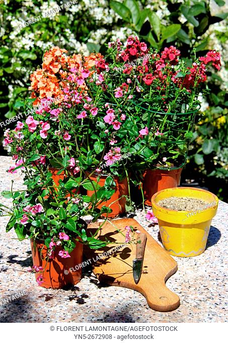 Step by step of cuttings of Diascia flower
