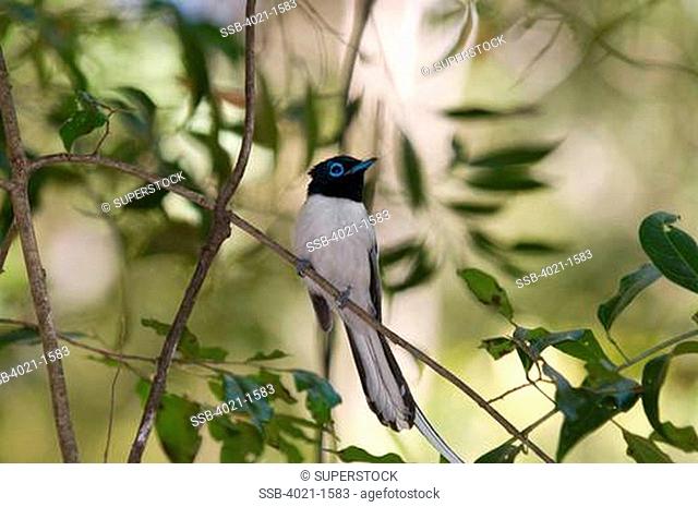 Madagascar, Andohahela National Park, Small bird in branches of bush