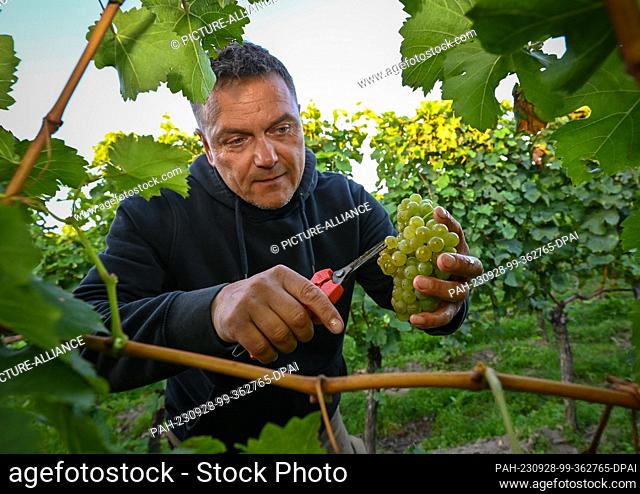 28 September 2023, Brandenburg, Pillgram: Matthias Jahnke, managing director of the Patke winery, harvests grapes of the Kerner grape variety in the early...