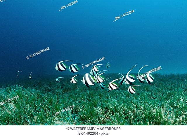 Red Sea Bannerfish (Heniochus intermedius) swimming over seagras, Marsa Alam, Red Sea, Egypt, Africa