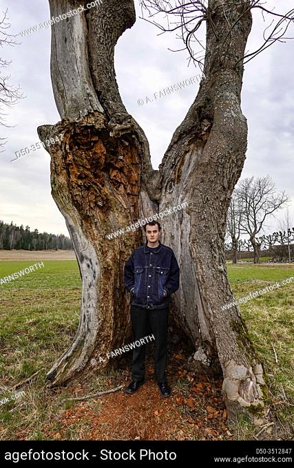 Stockholm, Sweden The Sturehofs slott or Sturehof Manor outside of Stockholm. A young man stands inside an old tree