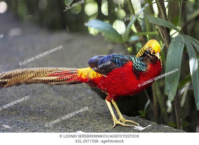 Adult male of the Golden Pheasant, or Chinese Pheasant (Chrysolophus pictus). Bali Bird Park, Batubulan, Gianyar regency, Bali, Indonesia