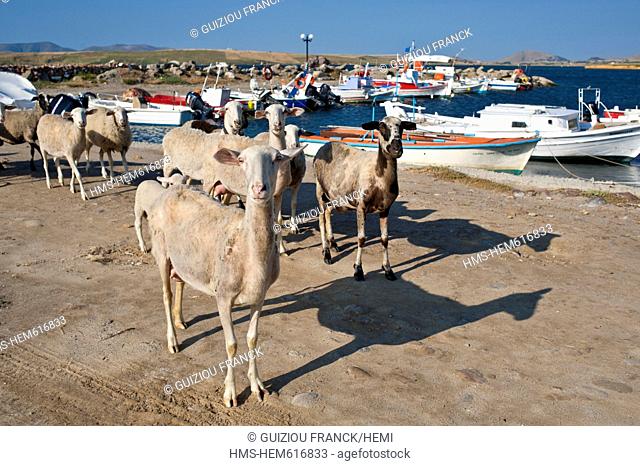 Greece, Lemnos Island, in the small harbour of Kalithea