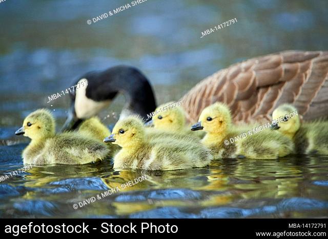 canada goose (branta canadensis), chicks swimming in the water, franconia, bavaria, germany