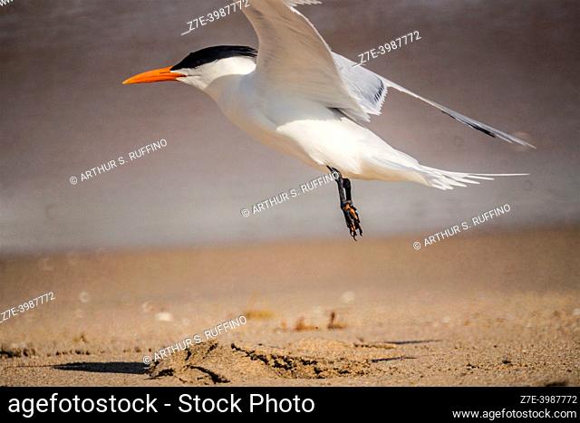 Royal tern (Thalasseus maximus) leaping for flight. South Florida, U. S. A. , North America