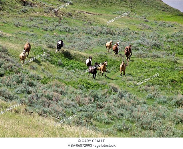 galloping horses on grassy hills