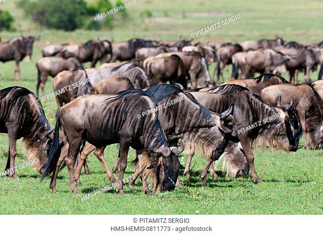 Kenya, Masai Mara, Wildebeest (Connochaetes taurinus)