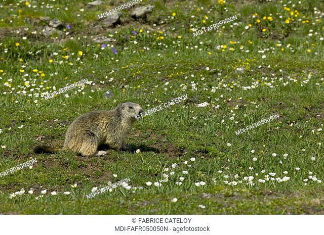 In the natural regional park of Queyras, marmot playing in the grass and looking for food
