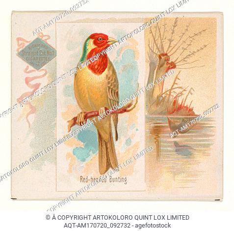 Red-headed Bunting, from the Song Birds of the World series (N42) for Allen & Ginter Cigarettes, 1890, Commercial color lithograph, Sheet: 2 7/8 x 3 1/4 in