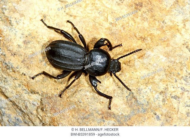 Darkling beetle (Scaurus striatus), on a stone, Germany