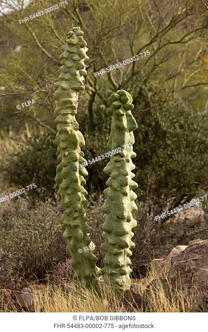 Old Man Cactus Lophocereus schottii var monstrosus fleshy stems, in desert, Arizona, U S A