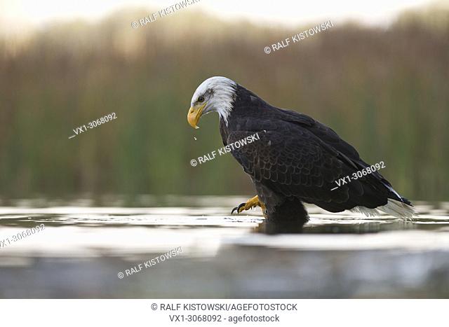 Bald Eagle (Haliaeetus leucocephalus), hunting in shallow waters, low point of view, nice surrounding. USA