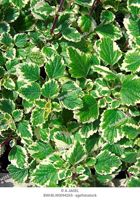 White-Edged Swedish Ivy Plectranthus coleoides 'Marginatus', Plectranthus coleoides Marginatus, Plectranthus forsteri Marginatus, leaves