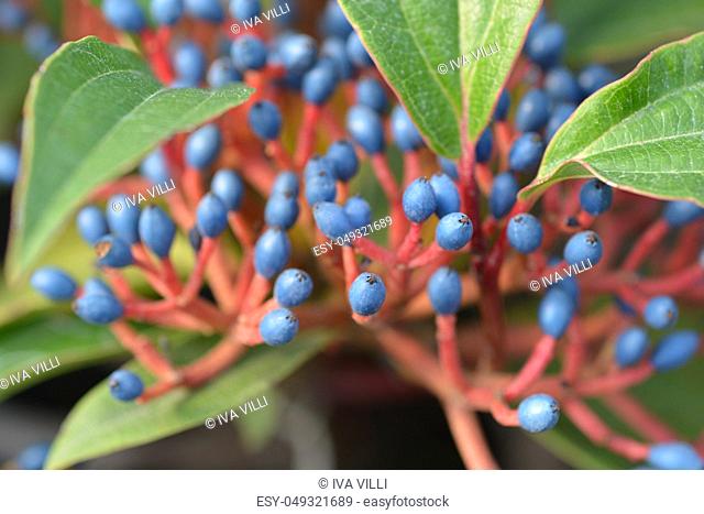 David viburnum blue berries close up - Latin name - Viburnum davidii