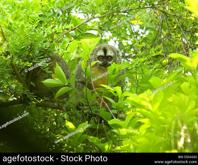 Azara's Night Monkey (Aotus azarae) adult pair, roosting by day in gallery forest, El Bagual, Formosa, Argentina, South America