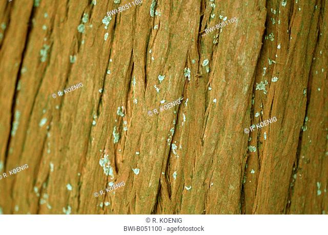 baldcypress (Taxodium distichum), bark