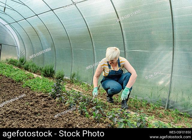 Farmer digging soil crouching near plants in greenhouse