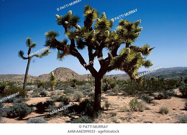 Joshua Tree in flower (Yucca brevifolia) Joshua Tree Nat'l NM - CA