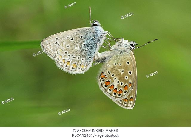 Common Blues, mating