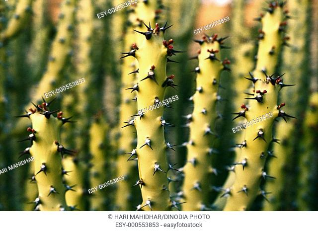 Cactus plants , Jaisalmer , Rajasthan , India