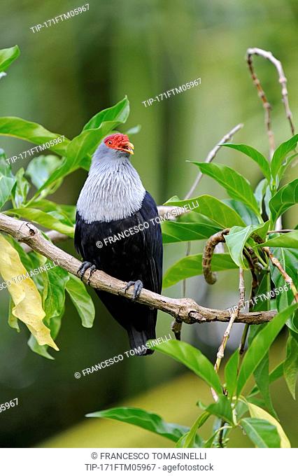Seychelles Blue Pigeon, Alectroenas pulcherrimus, bird endemic to Seychelles