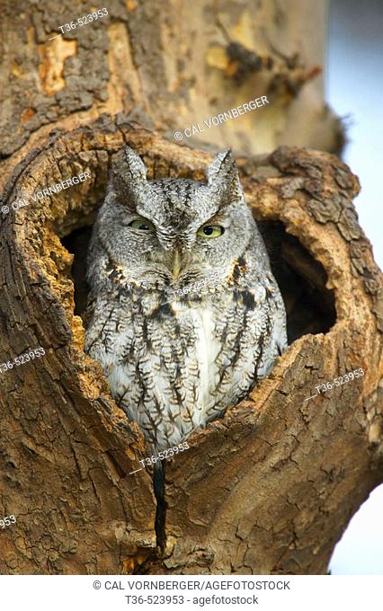 An gray morph Eastern-screech Owl (Megascops asio) perched in a cavity in an American Sycamore (Platanus occidentalis) tree in New York City's Central Park