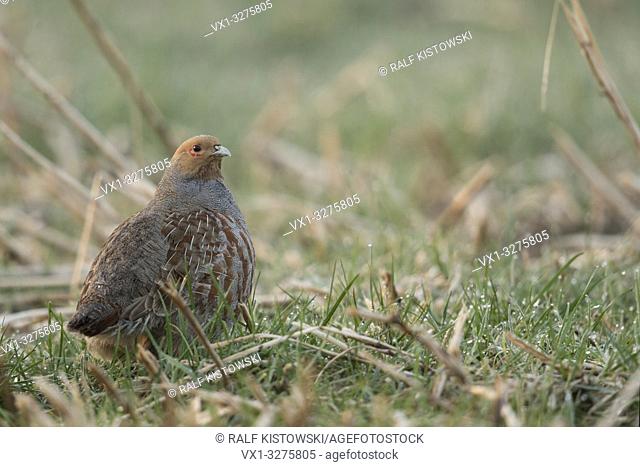 Attentive Grey partridge ( Perdix perdix ) sitting in a stubble field watching around attentively
