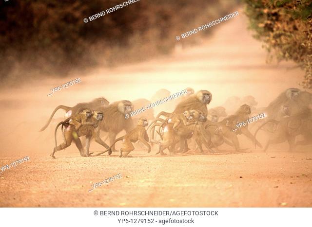 Guinea Baboon, Papio papio, group crossing dirt road, The Gambia
