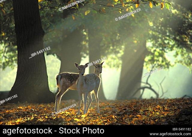 Fallow Deer (Dama dama), fallow deer Deer, ungulates, mammals, animals, Fallow Deer Fawns in Autumn sunbeams, Richmond Park, London
