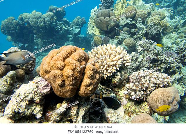 Colorful coral reef at the bottom of tropical sea, great Favites abdita coral, underwater landscape