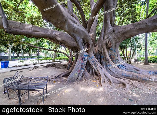 Ficus macrophylla old tree in Giardino Bellini also called Villa Bellini, oldest park in Catania, second largest city of Sicily island in Italy
